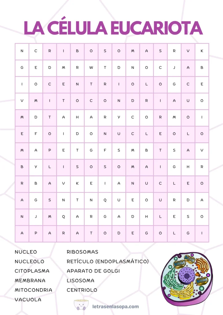 La Célula Eucariota soluciones sopas de letras niños 10 a 12 años dificiles soluciones gratis